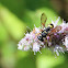 Potter wasp