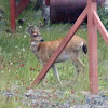 Sitka Black-tailed Deer