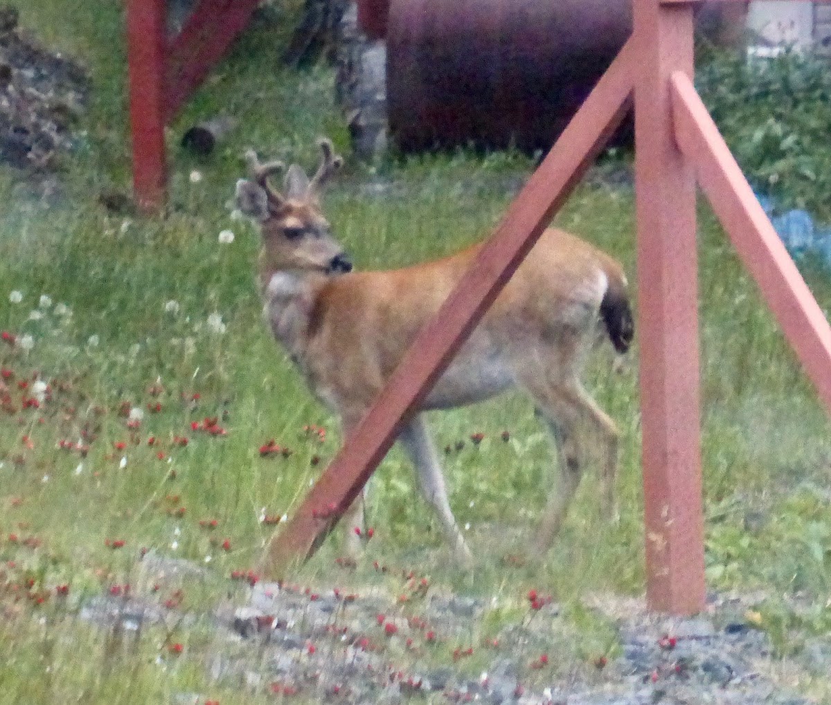 Sitka Black-tailed Deer