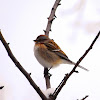 American Tree Sparrow