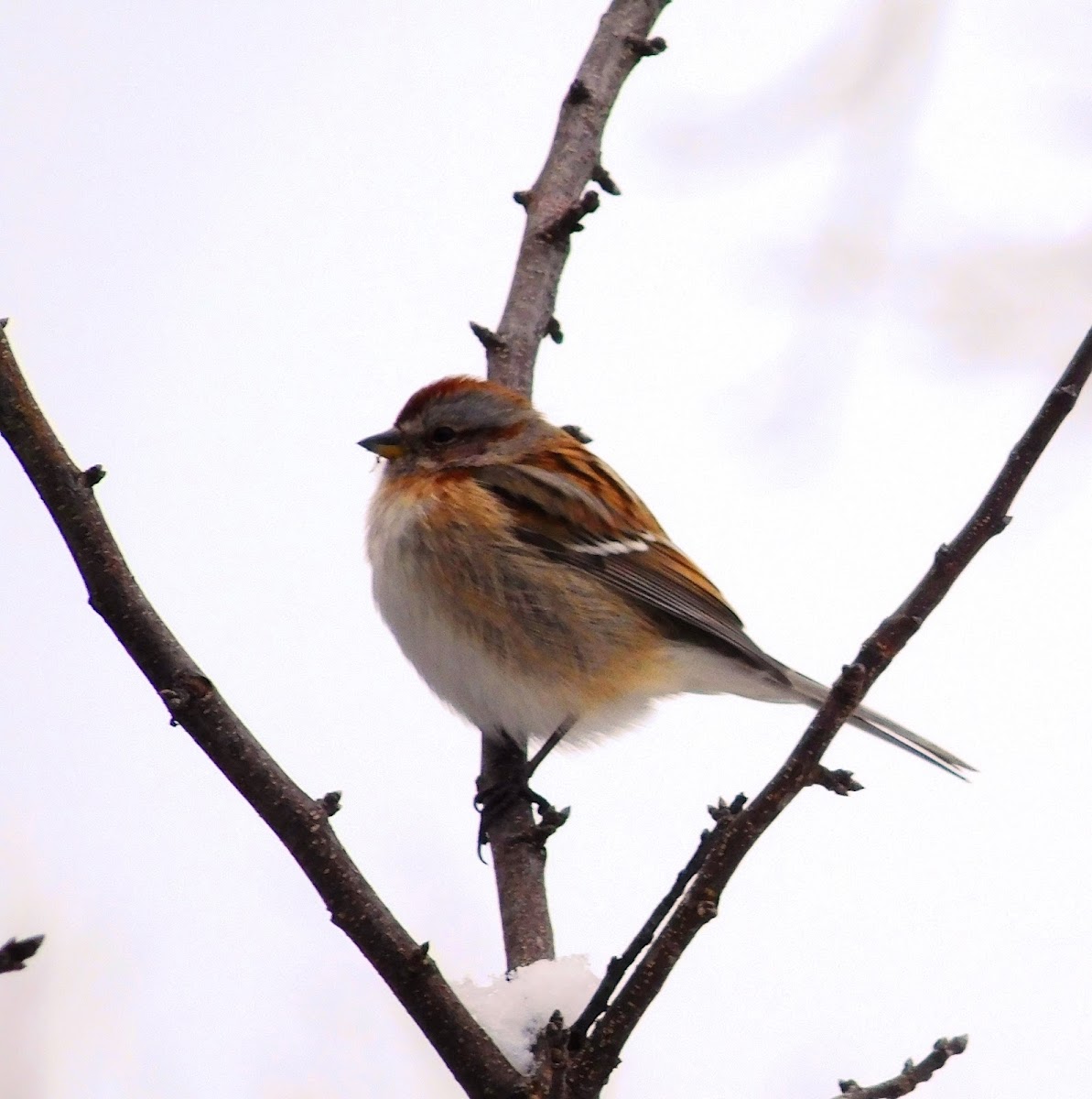 American Tree Sparrow