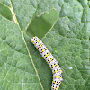 Mullein Moth larva