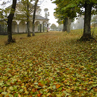 Tappeto di foglie. di 