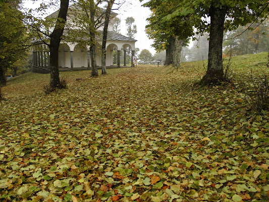 Tappeto di foglie. di sangiopanza