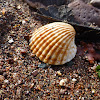 Common Cockle shell