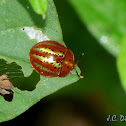 Tortoise beetle