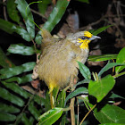 Stripe-throated Bulbul