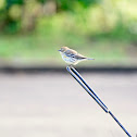 Yellow-rumped warbler