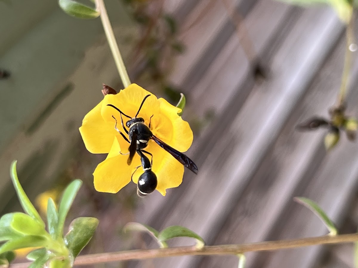 Fraternal Potter Wasp