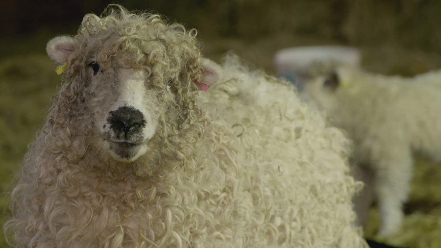 Watch Inside the Factory: How our Favourite Foods are Made live
