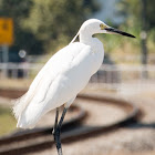 Little Egret