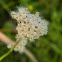 Peacock anemone feathery seeds