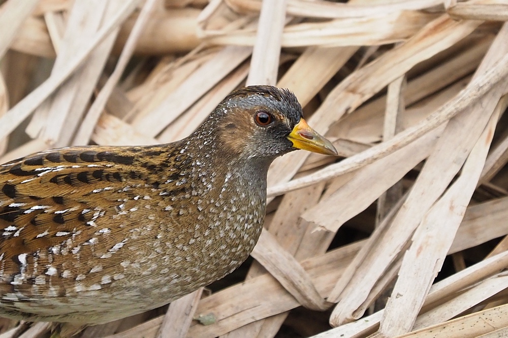 Polluela pintoja (Spotted crake)