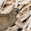 Polluela pintoja (Spotted crake)