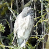 Black-crowned Night Heron; Martinete