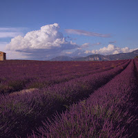 Profumo di lavanda  di Zafs_77