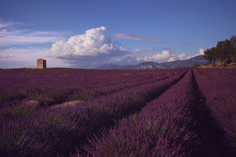 Profumo di lavanda  di Zafs_77