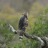 Crowned Eagle