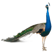 Peafowl (Peacock) Widget 1.0 Icon