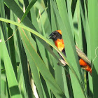 Southern red Bishop