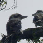 laughing Kookaburra