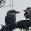 laughing Kookaburra