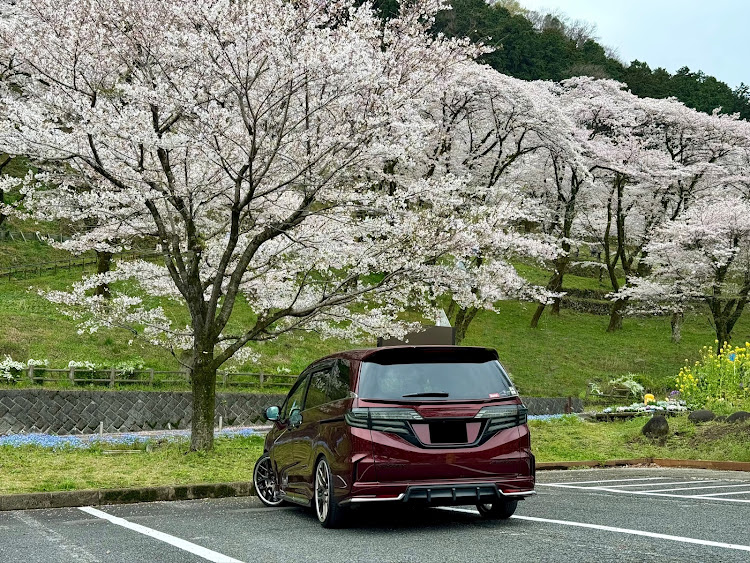 オデッセイの木曜日もドライブデートの日・地元のソメイヨシノも満開・津久井湖城山公園・ネモフィラも地味にアクセントに！・桜巡りは続くに関するカスタム事例の投稿画像9枚目