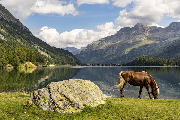 Elementi in natura di pongo