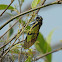 Sulphur Cicada