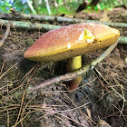 Bicolor Bolete