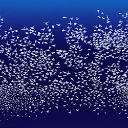 Murmurations 9’