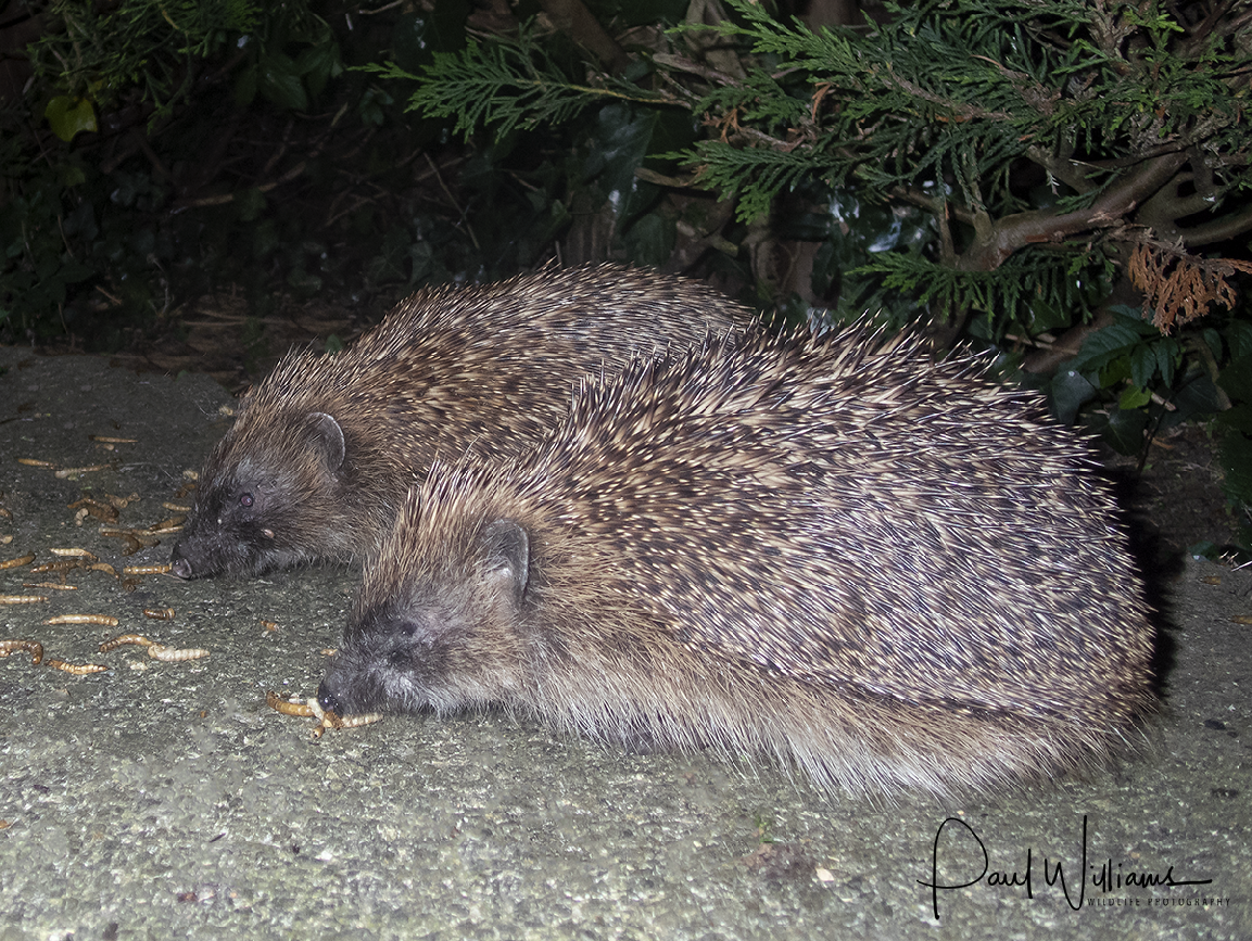 hedge hogs