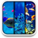 Aquarium Underwater Fish New Tab HD Wallpaper