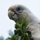 Little Corella