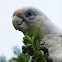 Little Corella