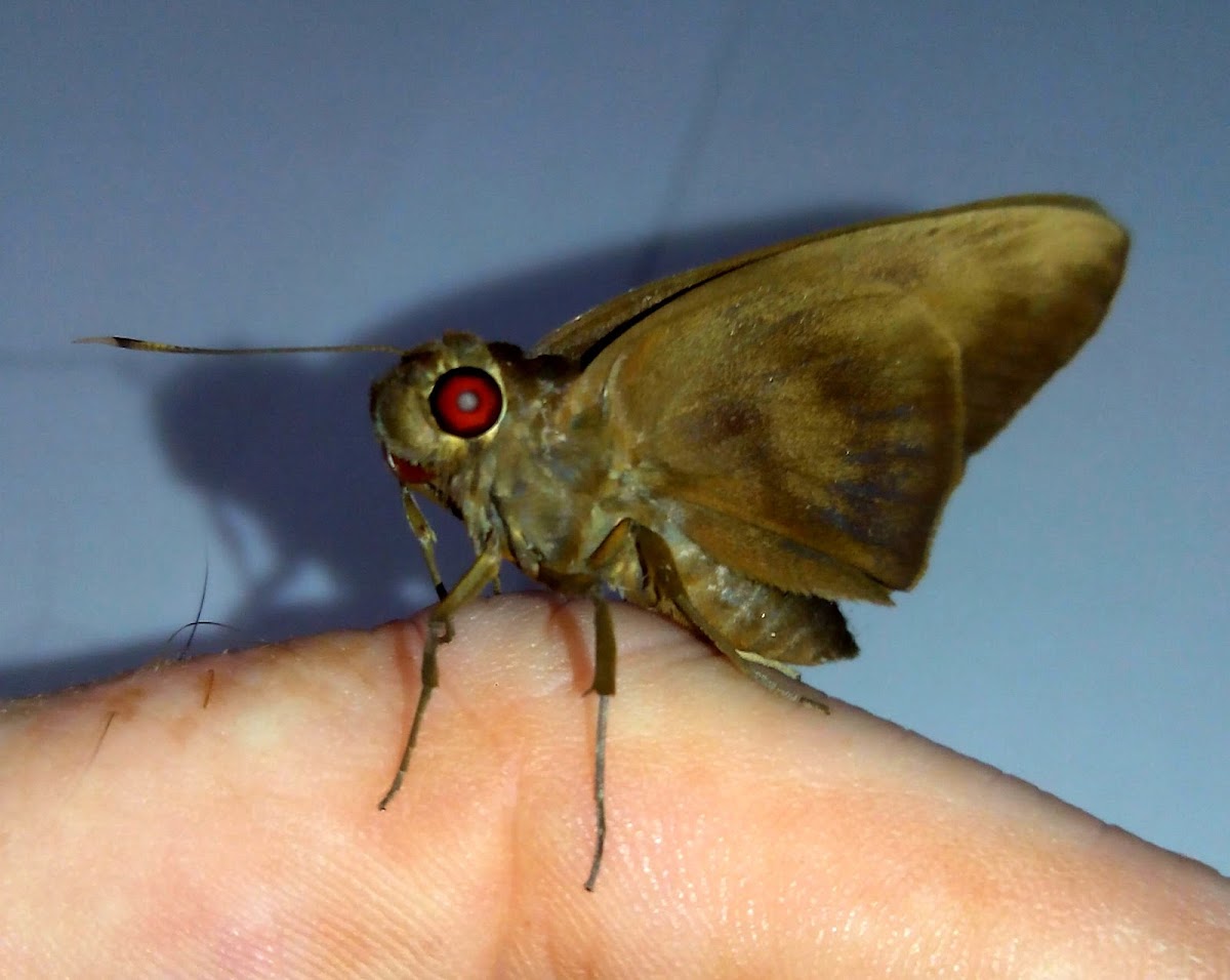 Rounded Banana Skipper