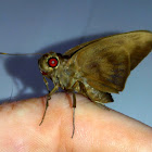 Rounded Banana Skipper