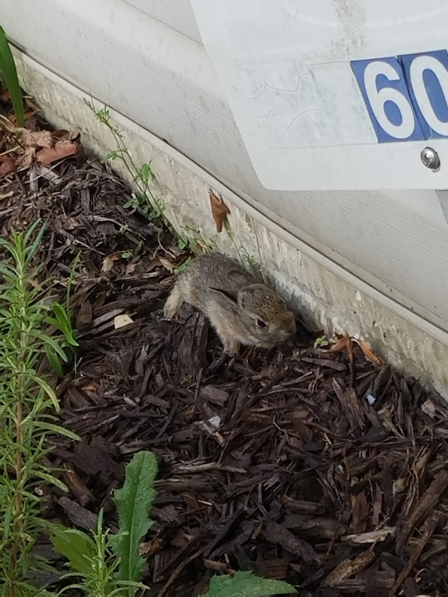 Eastern cottontail