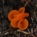 Orange peel fungus