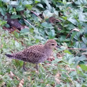 Pacific Golden Plover (Juvenile)