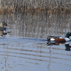 Northen Shoveler