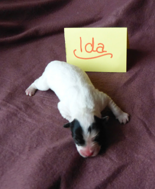 Ida