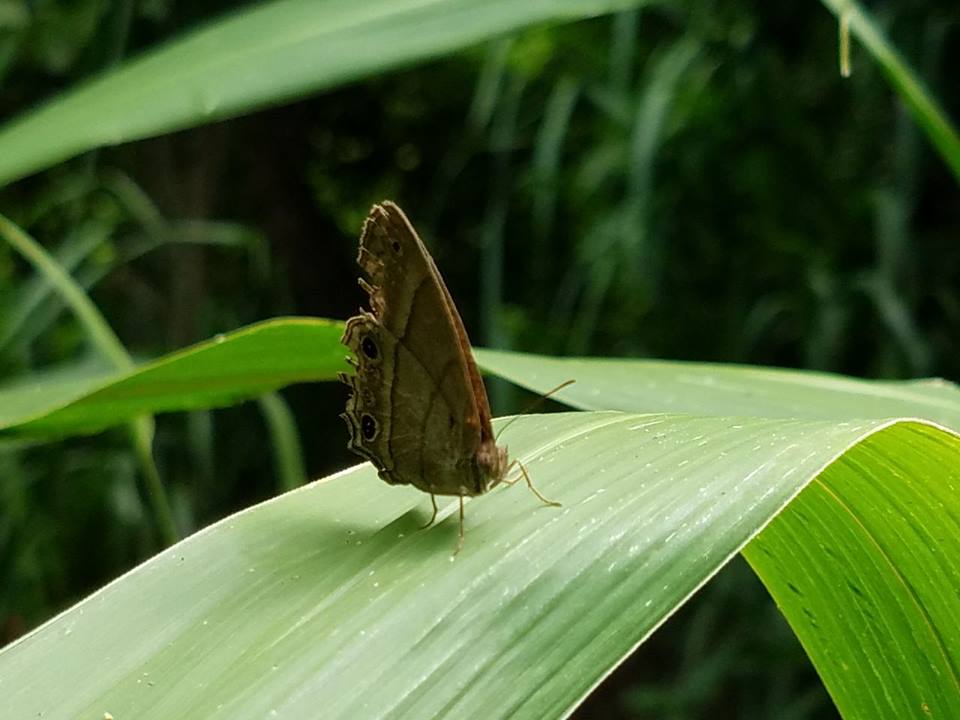 Mariposa búho