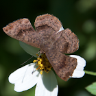 Metalmark