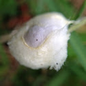 Moth egg case