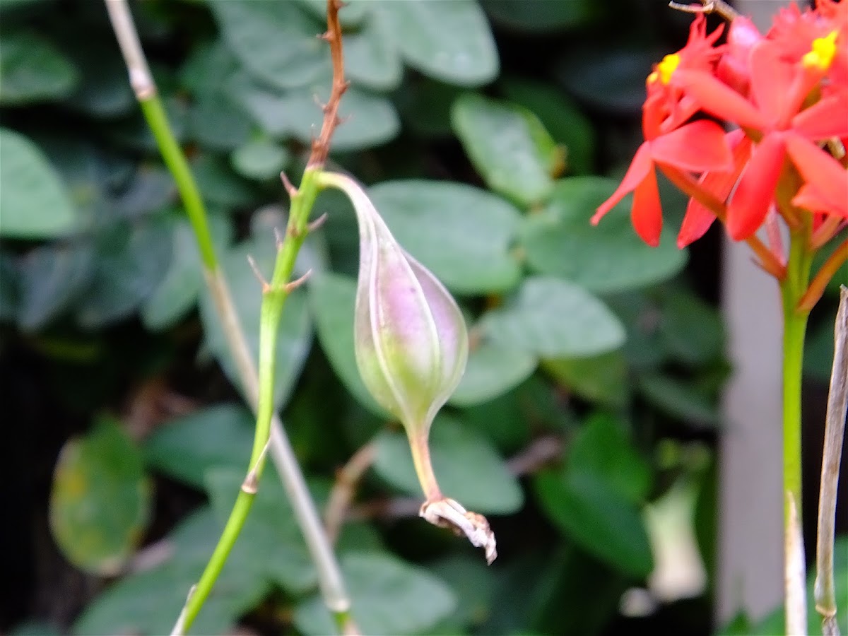 Crucifix Orchid