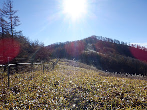 平坦地は笹原