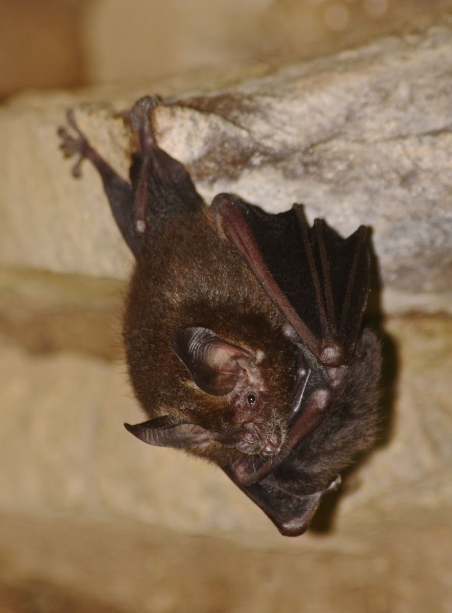 New World Leaf-Nosed Bat