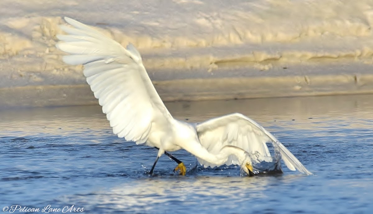 Snowy Egret