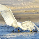 Snowy Egret